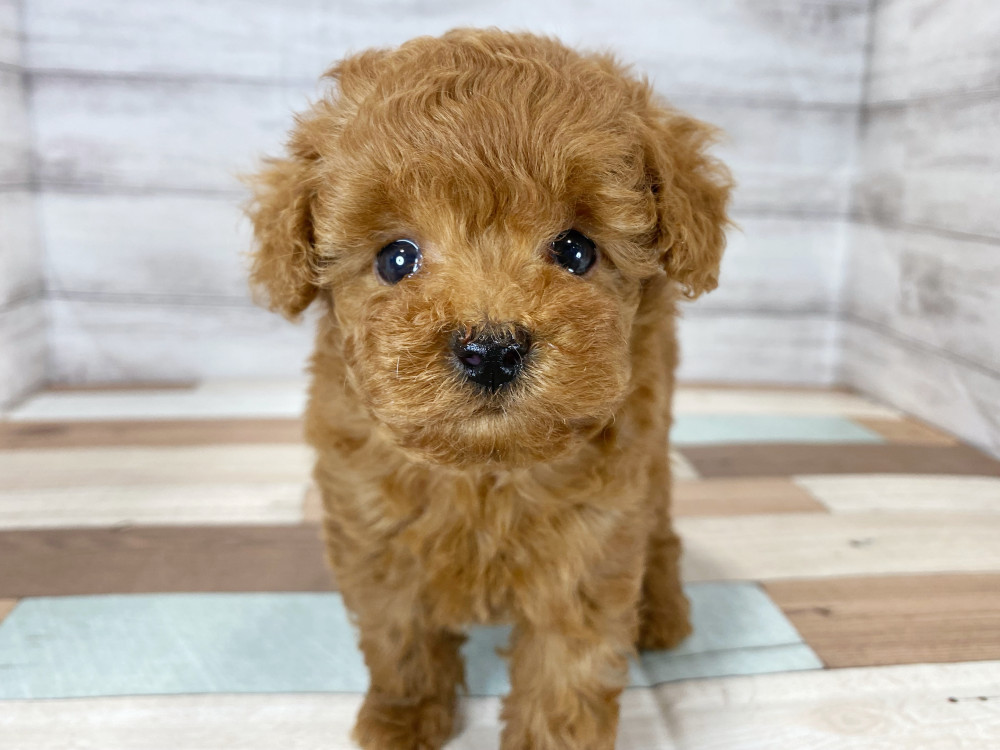 新潟県のトイプードル(トイ) (竹内ペット 新津本店/2025年6月16日生まれ/女の子/レッド)の子犬の2枚目の画像