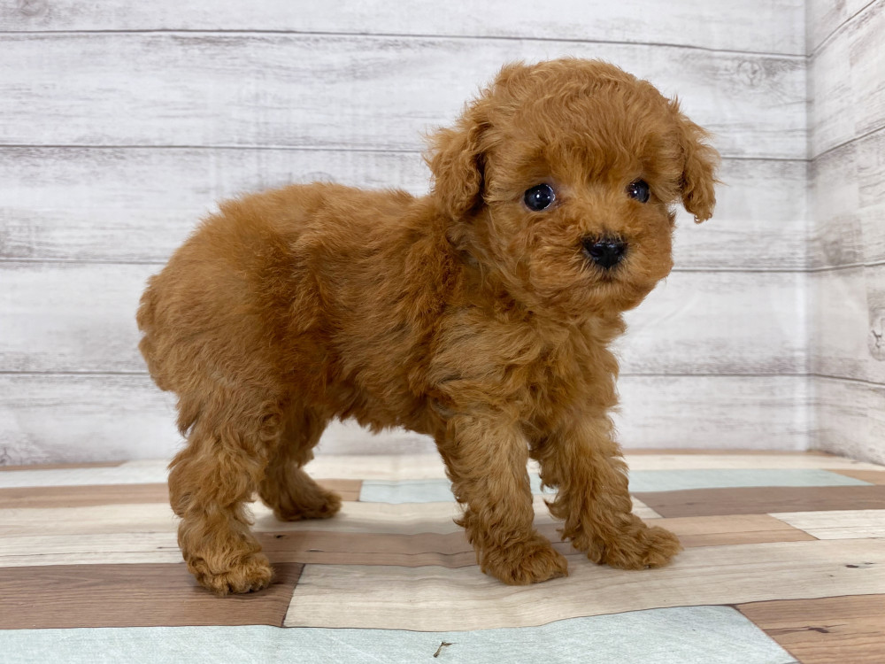 新潟県のトイプードル(トイ) (竹内ペット 新津本店/2025年6月16日生まれ/女の子/レッド)の子犬の3枚目の画像