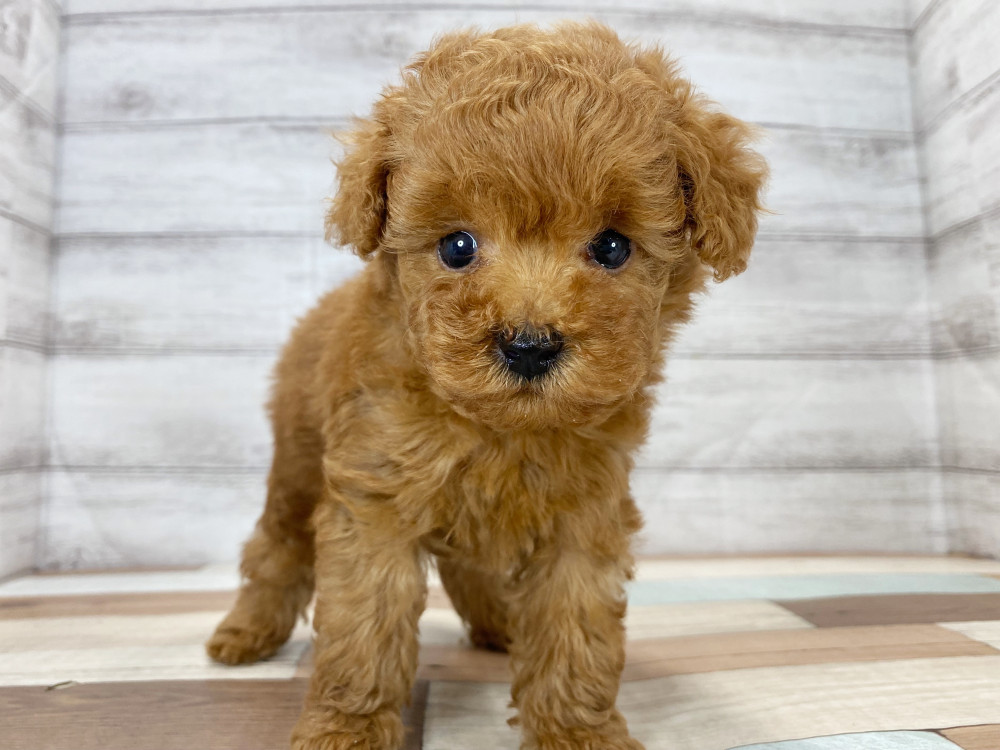 新潟県のトイプードル(トイ) (竹内ペット 新津本店/2025年6月16日生まれ/女の子/レッド)の子犬の4枚目の画像