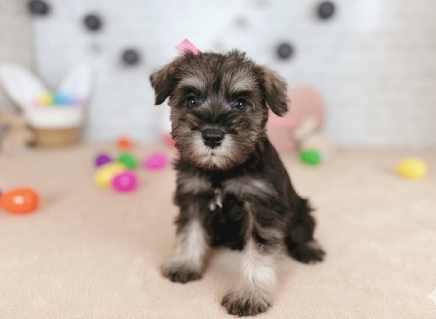 北海道のミニチュアシュナウザー (ペットショップだんぼ/2025年12月10日生まれ/女の子/ソルトペッパー)の子犬の1枚目の画像