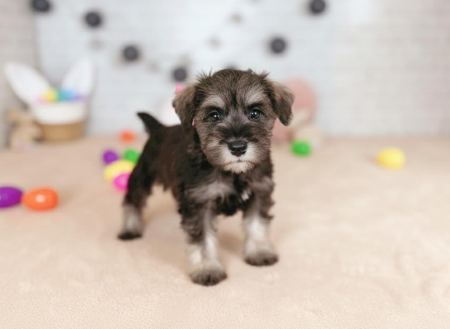 北海道のミニチュアシュナウザー (ペットショップだんぼ/2025年12月10日生まれ/女の子/ソルトペッパー)の子犬の2枚目の画像