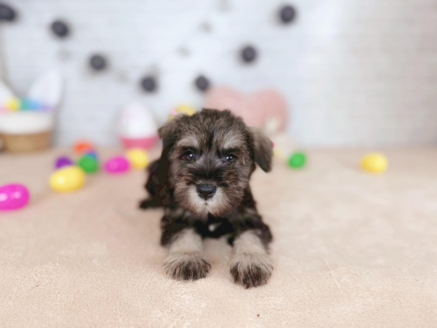 北海道のミニチュアシュナウザー (ペットショップだんぼ/2025年12月10日生まれ/女の子/ソルトペッパー)の子犬の3枚目の画像