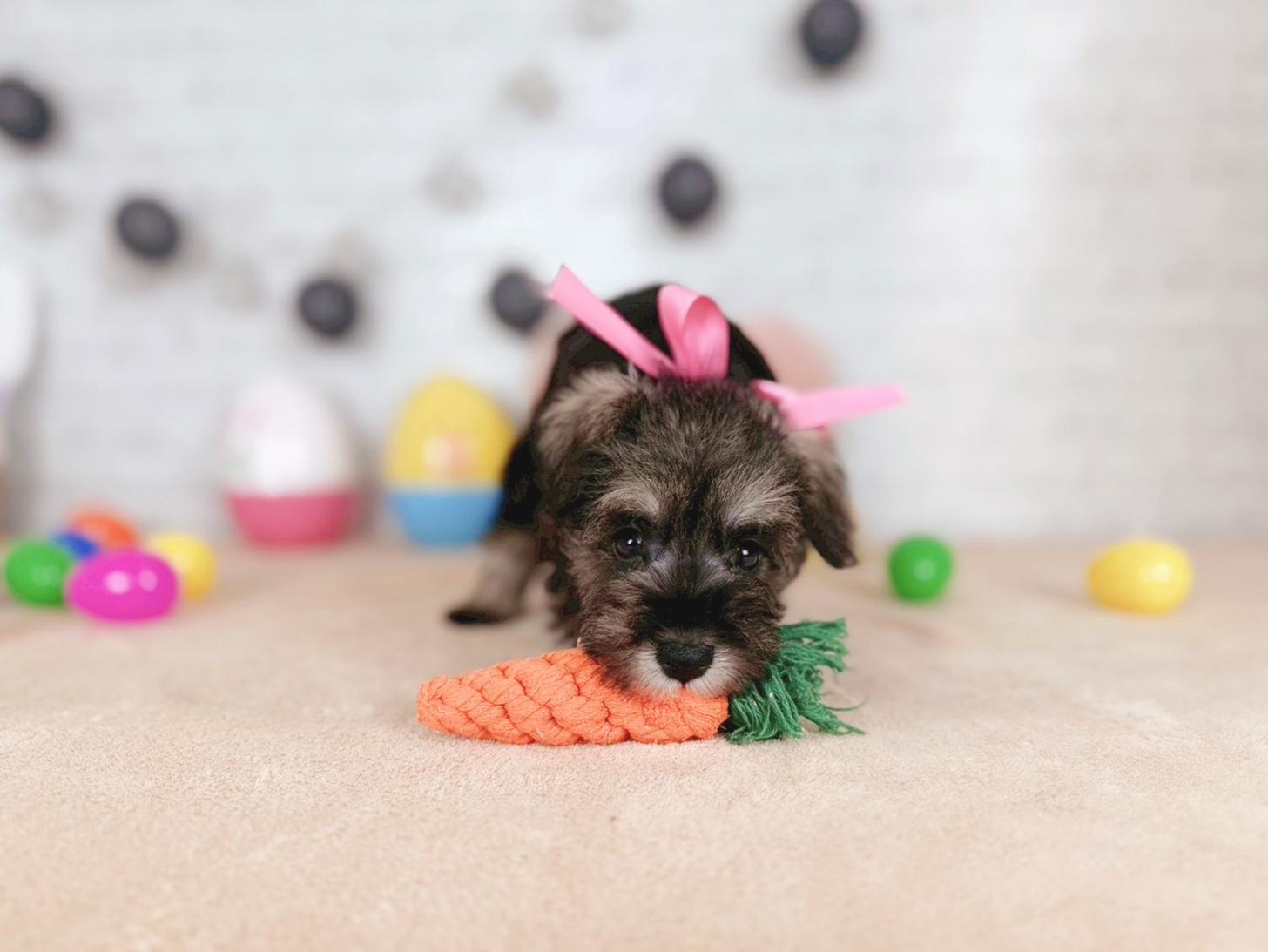 北海道のミニチュアシュナウザー (ペットショップだんぼ/2025年12月10日生まれ/女の子/ソルトペッパー)の子犬の4枚目の画像