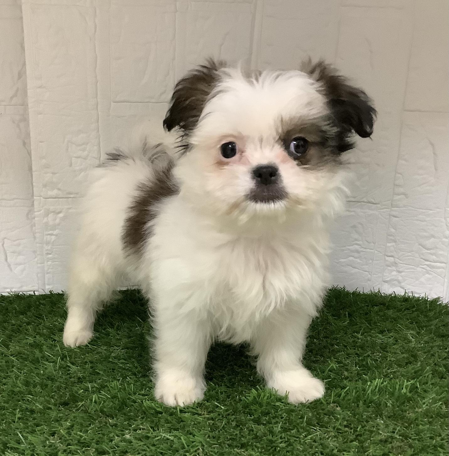 福岡県のチワズー/チワシーズ(チワワ×シーズー) (ドッグズホーム旗崎店/2025年10月24日生まれ/女の子/ホワイトレッド)の子犬