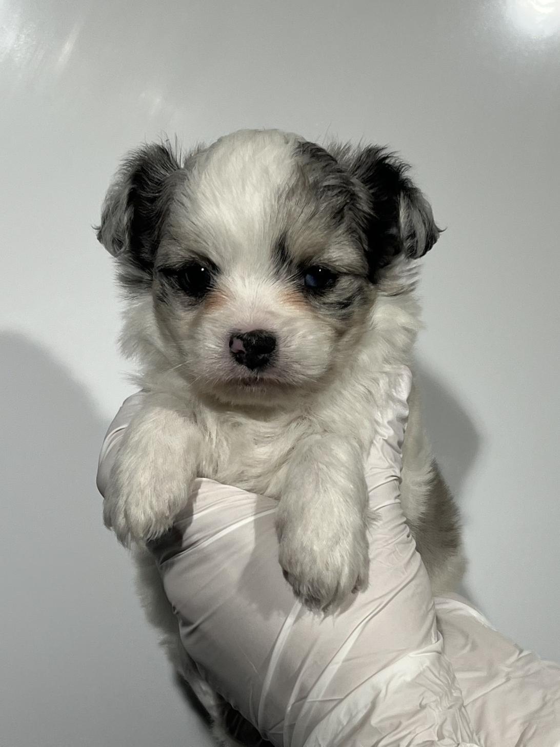 埼玉県のハーフ犬・ミックス犬 (ペッツスマイル南中野店/2025年8月24日生まれ/男の子/ブルーマール)の子犬の1枚目の画像