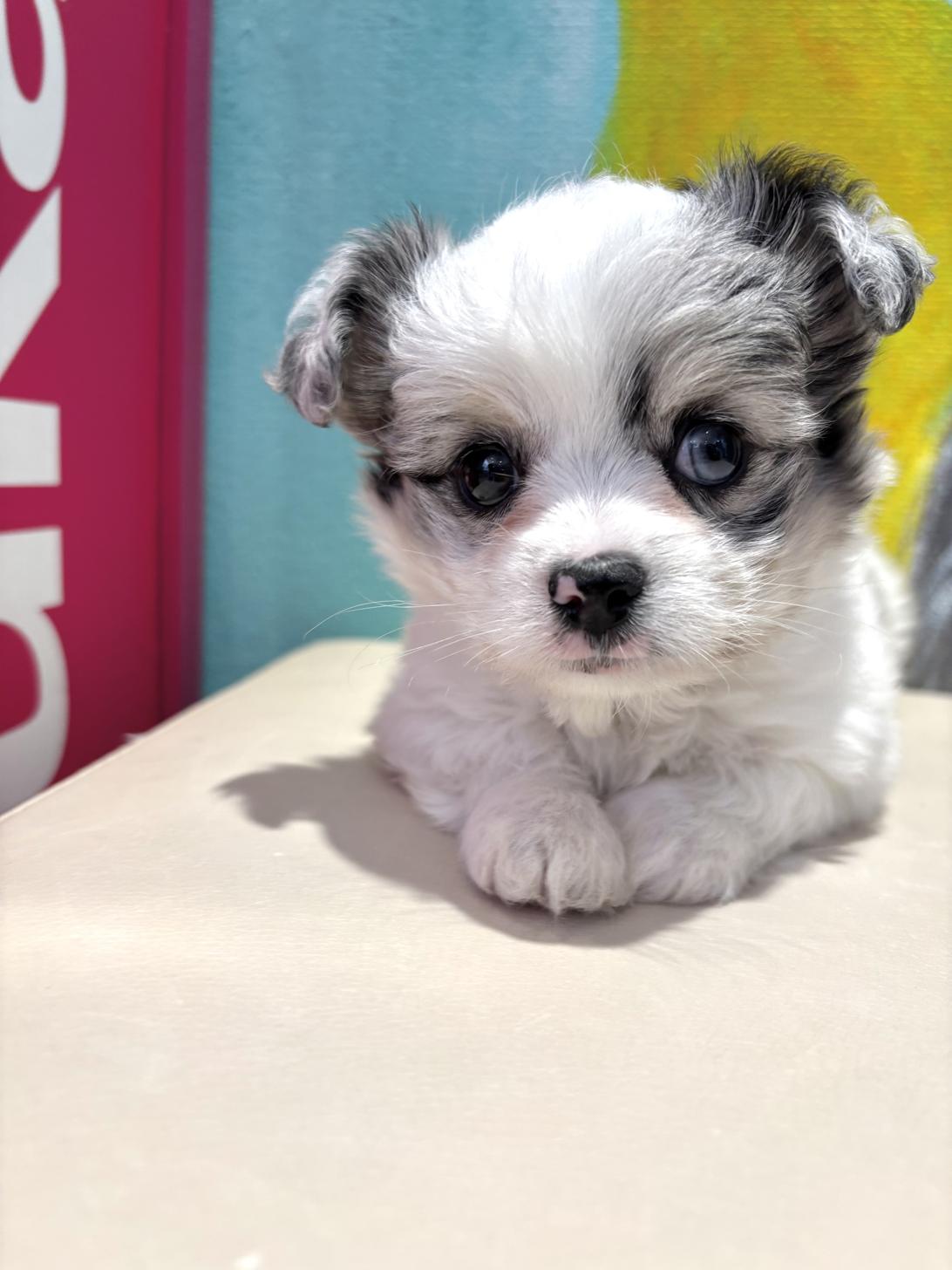 埼玉県のハーフ犬・ミックス犬 (ペッツスマイル南中野店/2025年8月24日生まれ/男の子/ブルーマール)の子犬の1枚目の画像