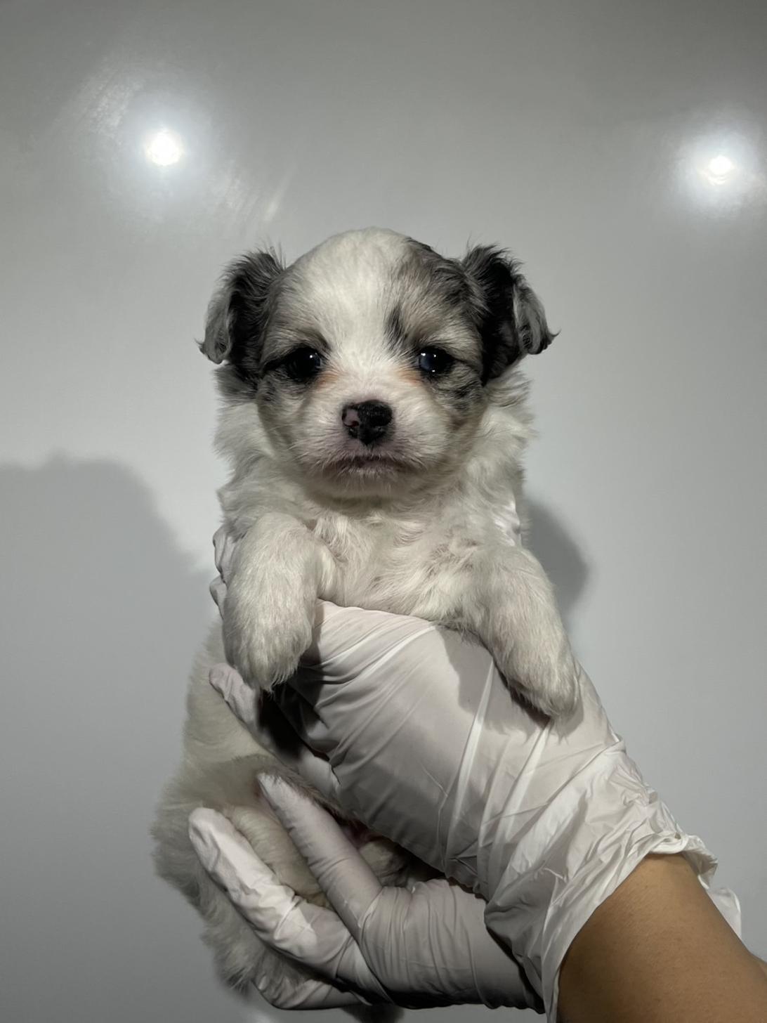 埼玉県のハーフ犬・ミックス犬 (ペッツスマイル南中野店/2025年8月24日生まれ/男の子/ブルーマール)の子犬の2枚目の画像