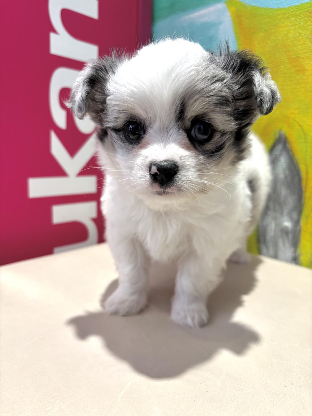 埼玉県のハーフ犬・ミックス犬 (ペッツスマイル南中野店/2025年8月24日生まれ/男の子/ブルーマール)の子犬の3枚目の画像