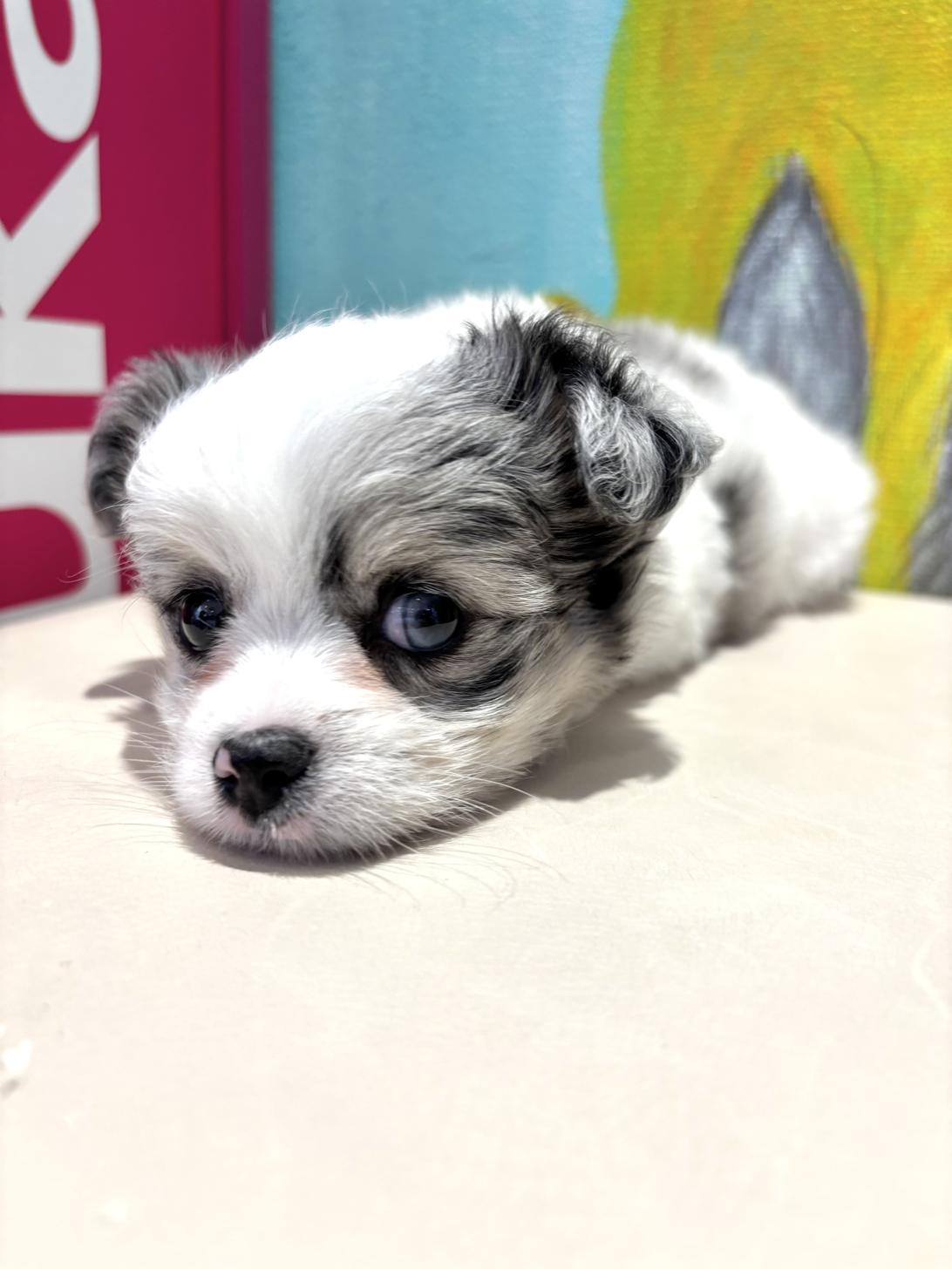 埼玉県のハーフ犬・ミックス犬 (ペッツスマイル南中野店/2025年8月24日生まれ/男の子/ブルーマール)の子犬の4枚目の画像