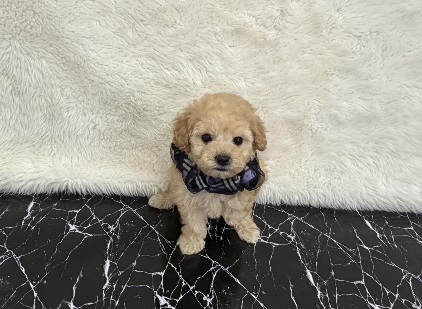 福岡県のトイプードル(タイニー) (ぱぴぷぺっと福岡店/2025年12月5日生まれ/男の子/アプリコット)の子犬