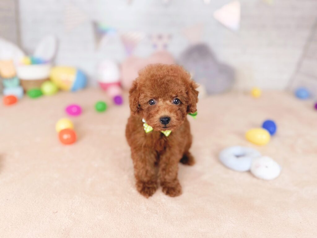 北海道のトイプードル(トイ) (ペットショップだんぼ/2026年7月23日生まれ/男の子/レッド)の子犬の1枚目の画像