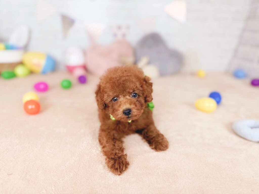 北海道のトイプードル(トイ) (ペットショップだんぼ/2026年7月23日生まれ/男の子/レッド)の子犬の3枚目の画像