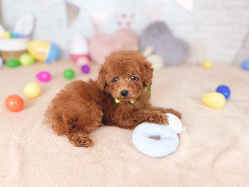 北海道のトイプードル(トイ) (ペットショップだんぼ/2026年7月23日生まれ/男の子/レッド)の子犬の4枚目の画像
