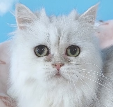 千葉県のペルシャ (Breeder & Petsalon MAU/2023年10月3日生まれ/女の子/チンチラシルバー)の子猫