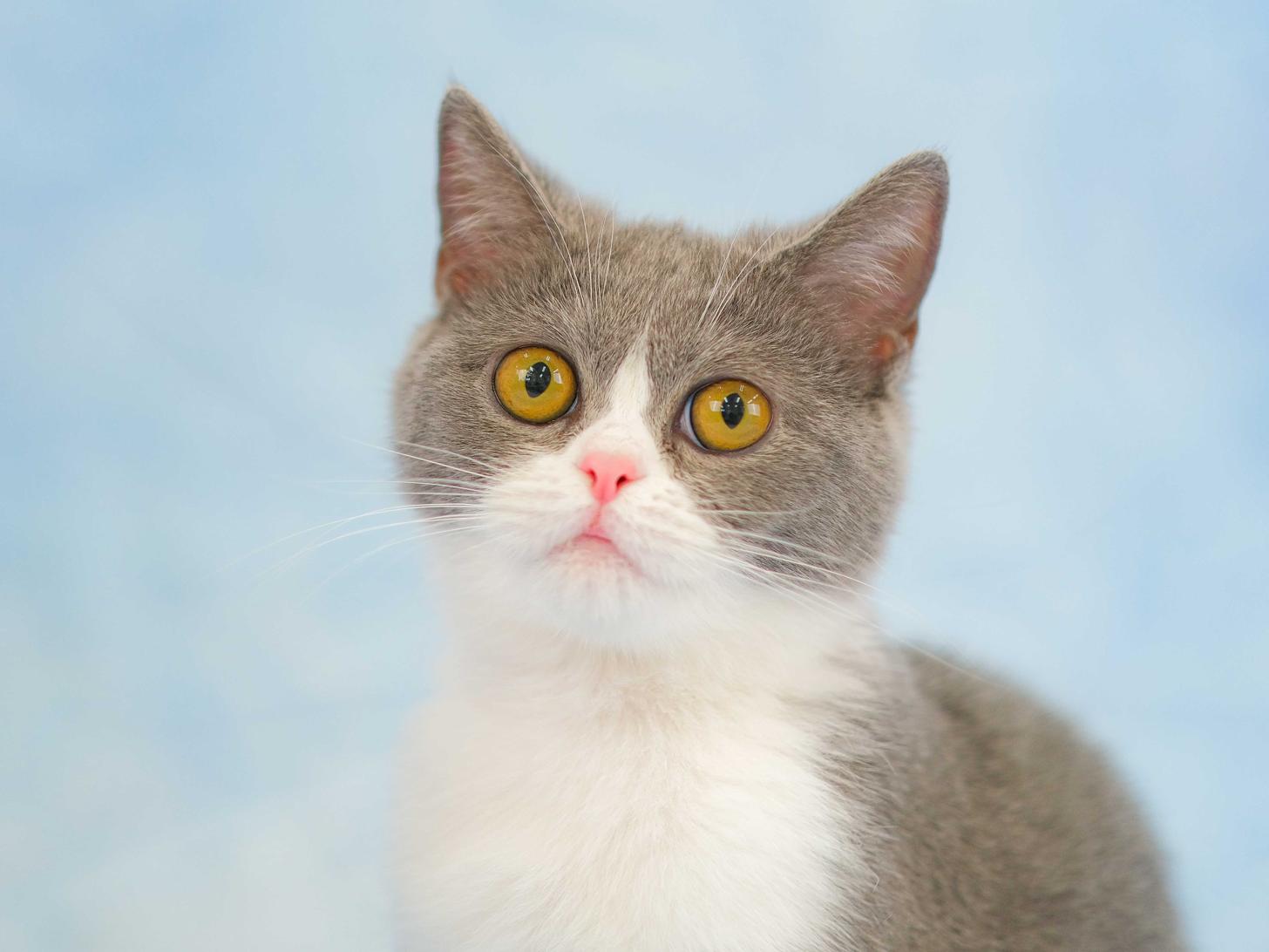 埼玉県のスコティッシュフォールド (Catstyle キャットスタイル/2022年7月30日生まれ/女の子/グレーホワイト)の子猫