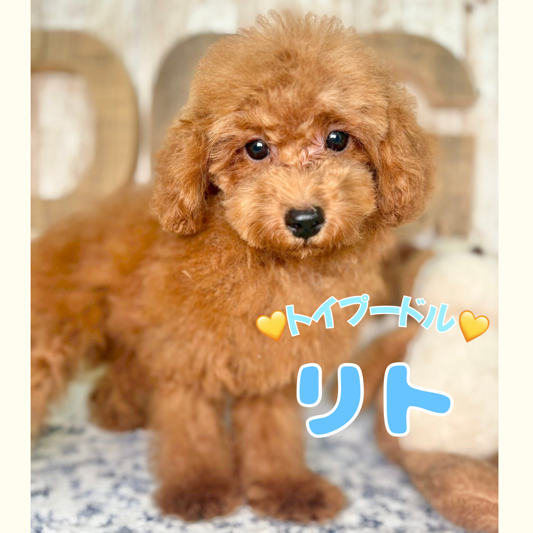 埼玉県のトイプードル(トイ) (ADELE PETS/2025年4月19日生まれ/男の子/レッド)の子犬の1枚目の画像