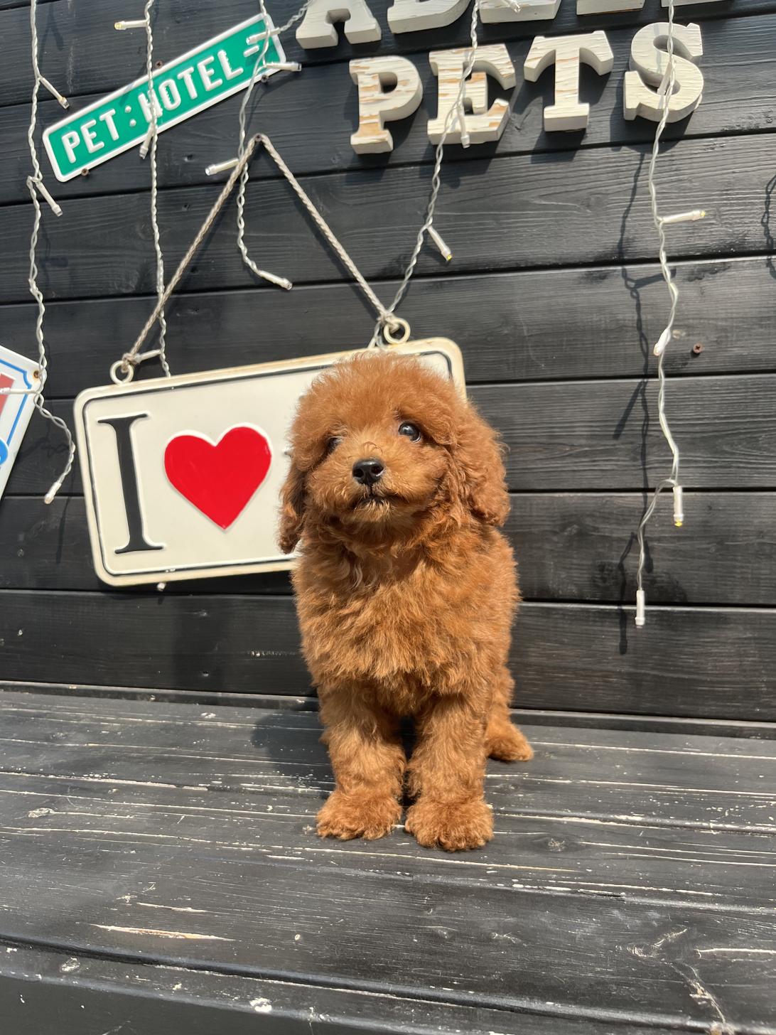 埼玉県のトイプードル(トイ) (ADELE PETS/2025年4月19日生まれ/男の子/レッド)の子犬