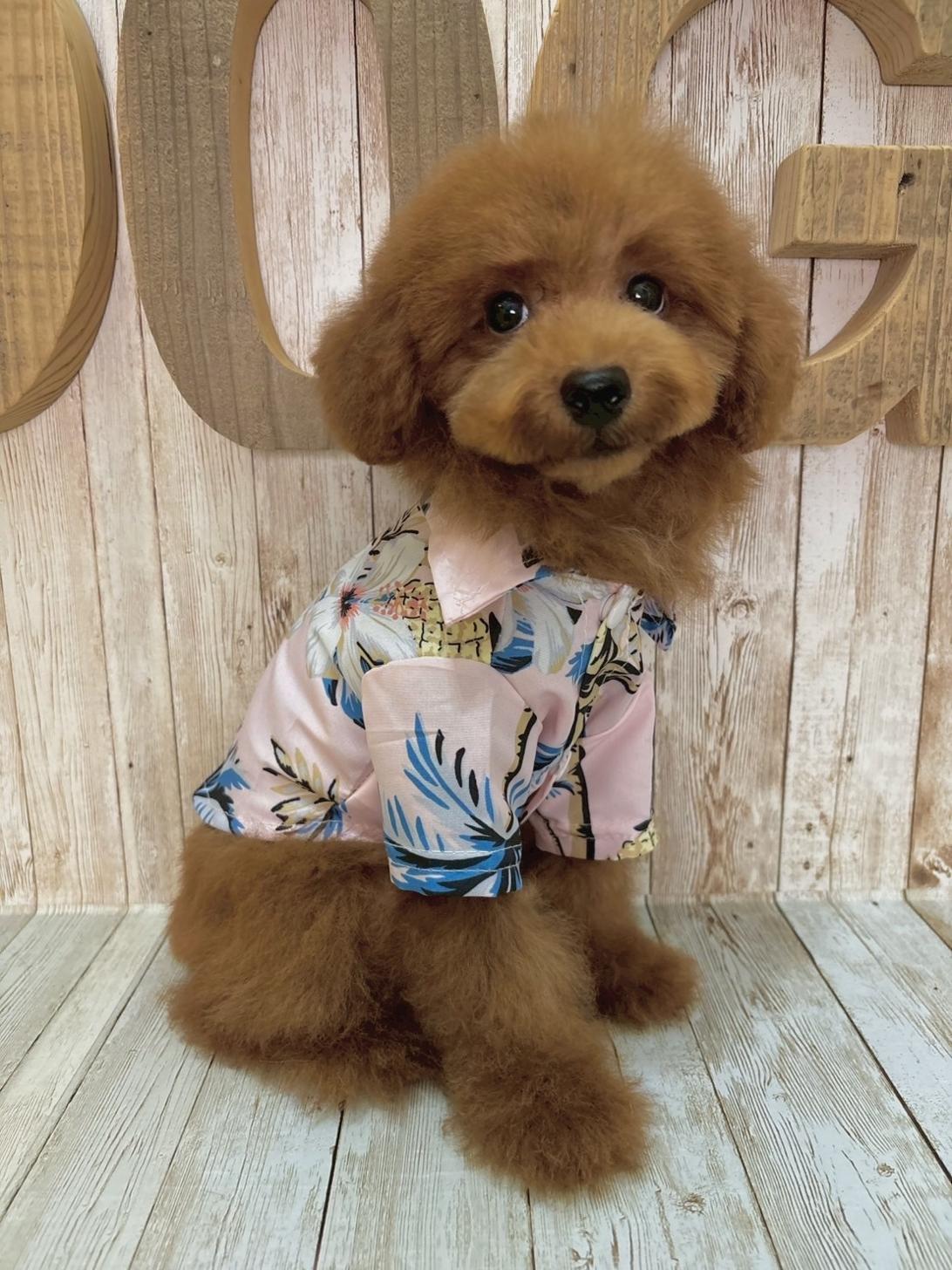 埼玉県のトイプードル(トイ) (ADELE PETS/2025年4月19日生まれ/男の子/レッド)の子犬の1枚目の画像