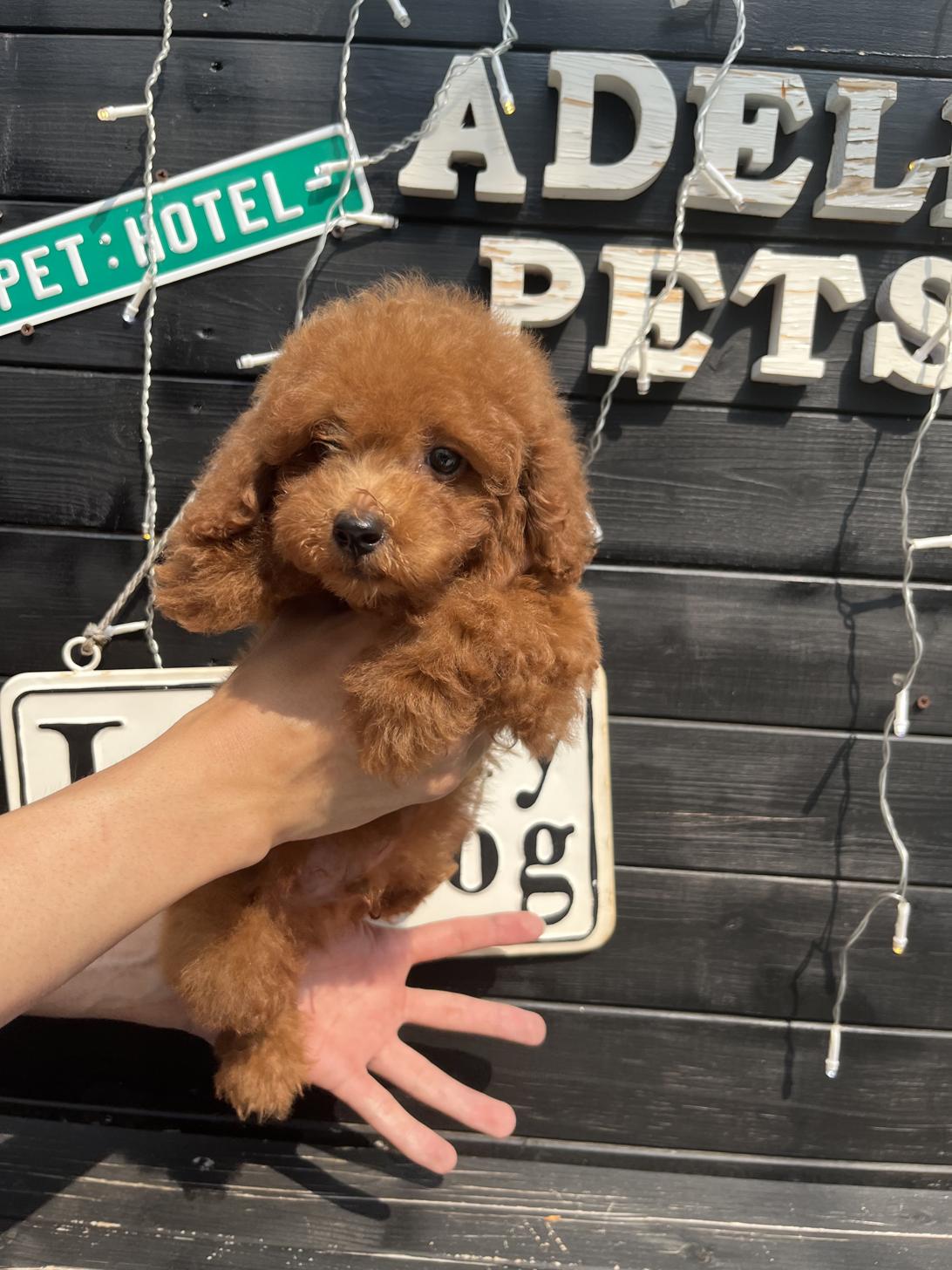 埼玉県のトイプードル(トイ) (ADELE PETS/2025年4月19日生まれ/男の子/レッド)の子犬の2枚目の画像