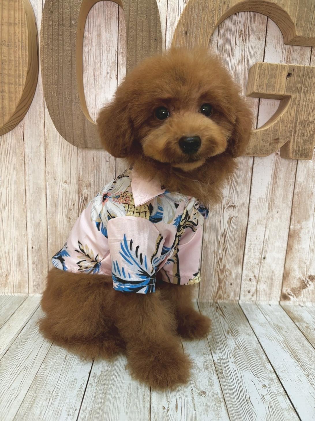 埼玉県のトイプードル(トイ) (ADELE PETS/2025年4月19日生まれ/男の子/レッド)の子犬の2枚目の画像