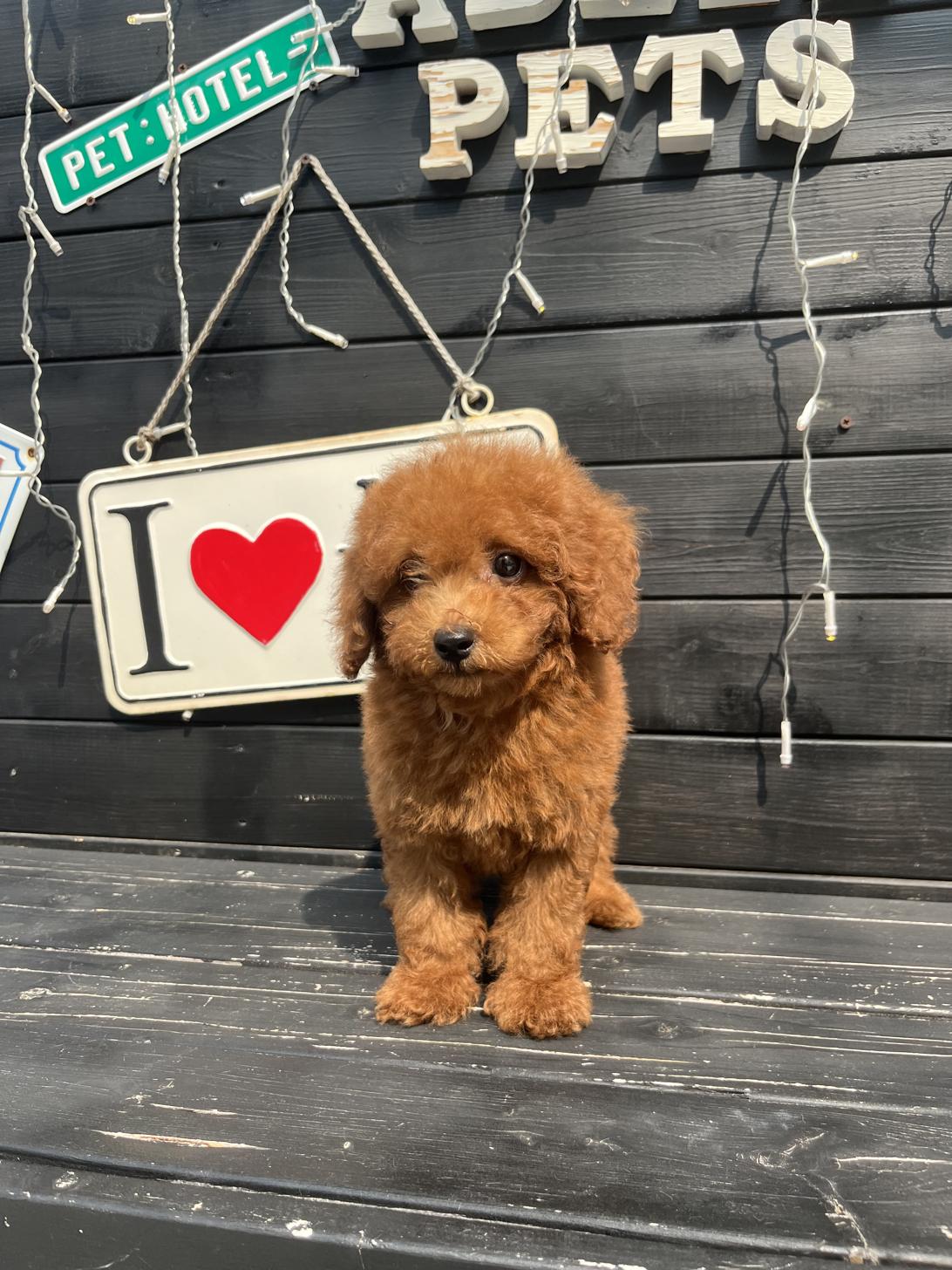 埼玉県のトイプードル(トイ) (ADELE PETS/2025年4月19日生まれ/男の子/レッド)の子犬の4枚目の画像