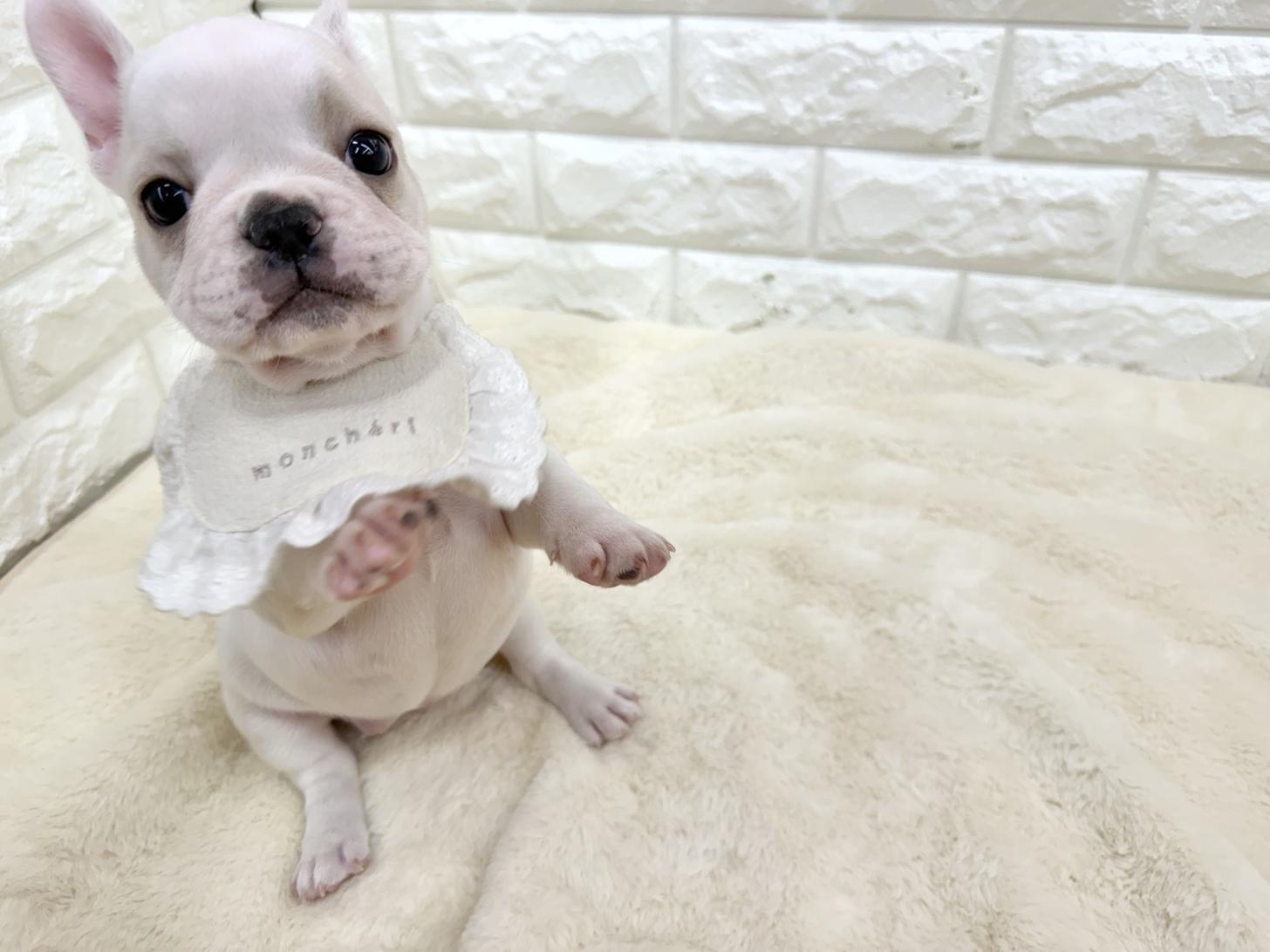 神奈川県のフレンチブルドッグ (ペッツコンシェル鶴見元宮店/2026年3月6日生まれ/女の子/クリーム)の子犬の4枚目の画像