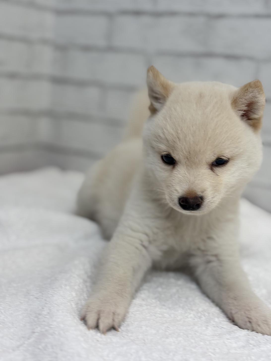 埼玉県の豆柴 (ペッツスマイル加須インター店/2025年5月23日生まれ/男の子/白)の子犬の1枚目の画像
