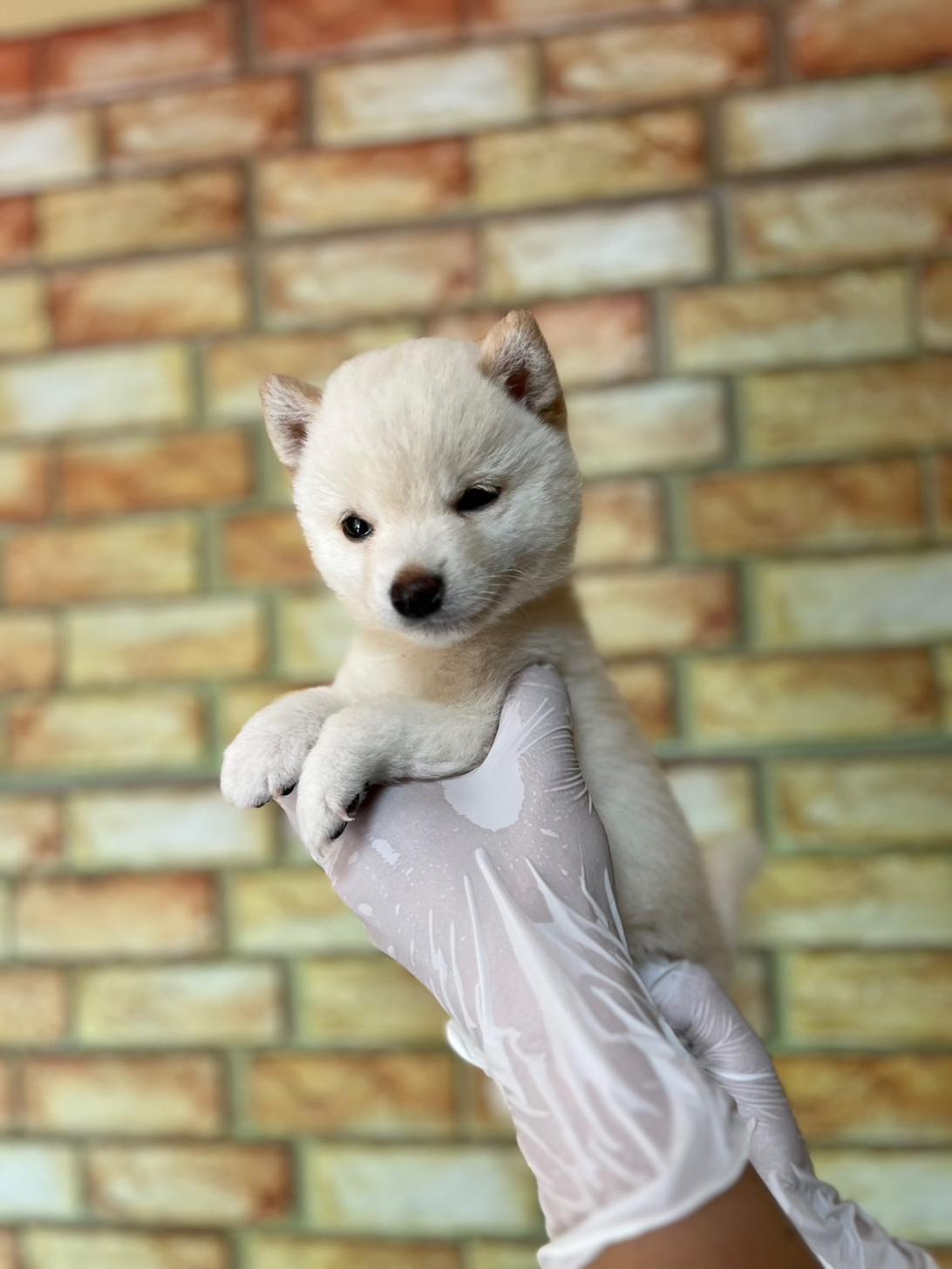 埼玉県の豆柴 (ペッツスマイル加須インター店/2025年5月23日生まれ/男の子/白)の子犬の2枚目の画像