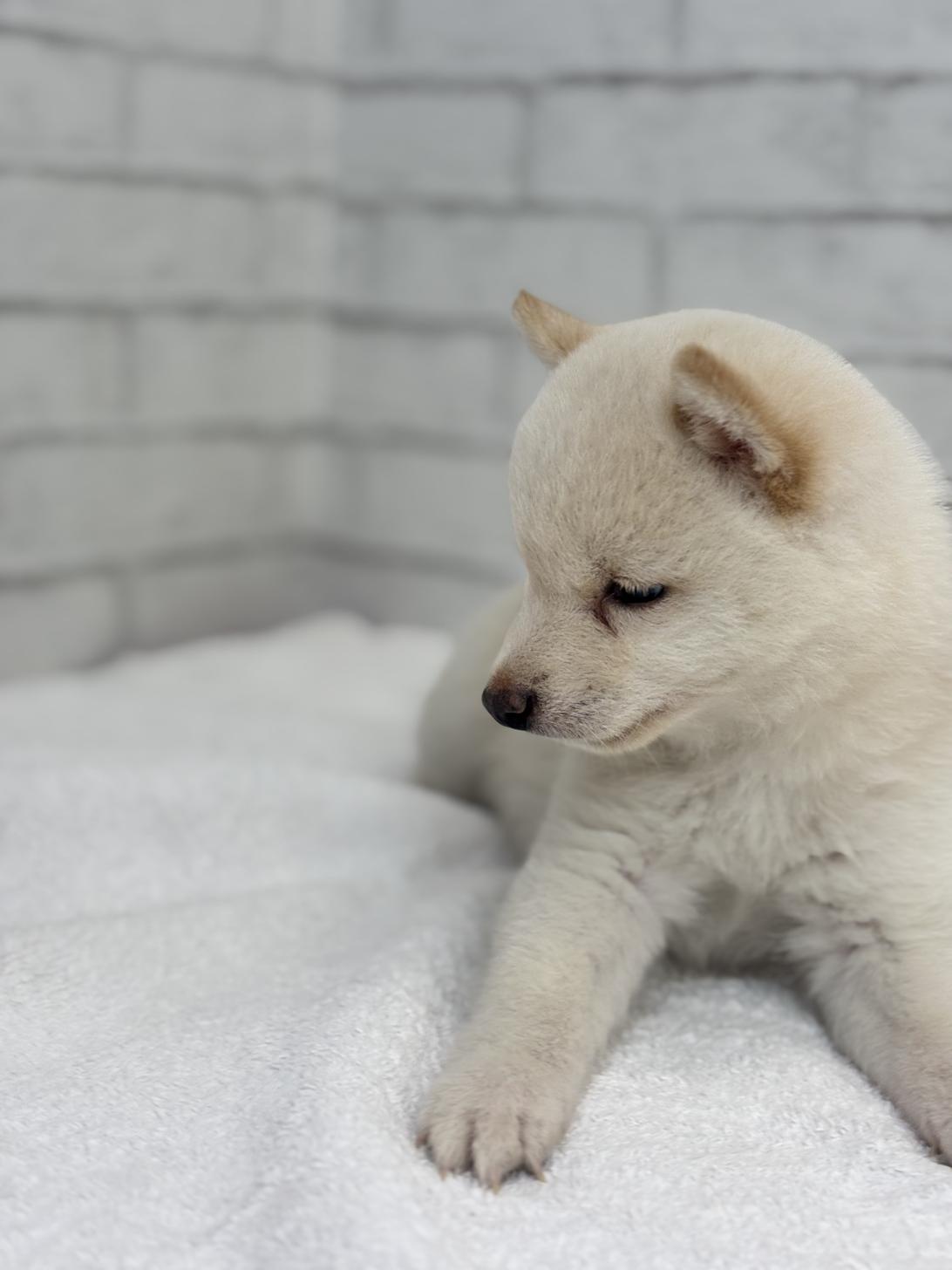 埼玉県の豆柴 (ペッツスマイル加須インター店/2025年5月23日生まれ/男の子/白)の子犬の2枚目の画像