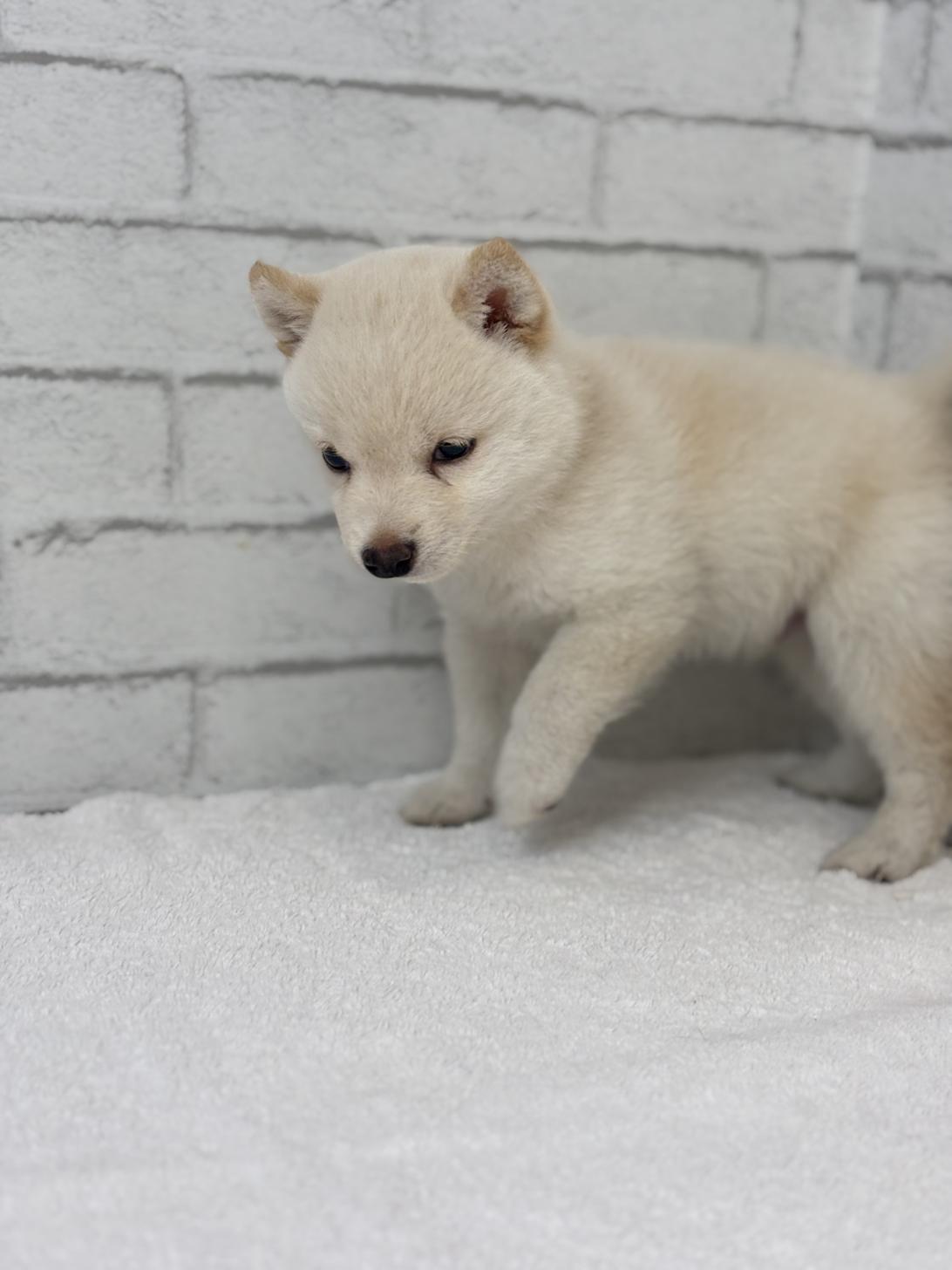 埼玉県の豆柴 (ペッツスマイル加須インター店/2025年5月23日生まれ/男の子/白)の子犬の3枚目の画像