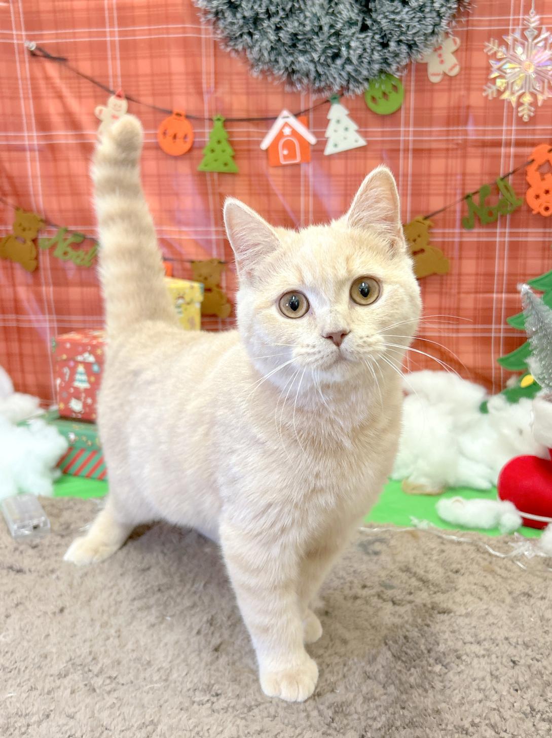 北海道のマンチカン (ラブワンコ平岸店/2025年7月26日生まれ/男の子/クリームタビー)の子猫