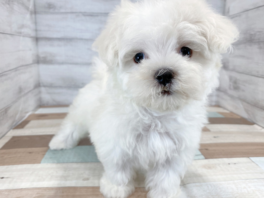新潟県のマルチーズ (竹内ペット 新津本店/2026年5月18日生まれ/女の子/ホワイト)の子犬の2枚目の画像