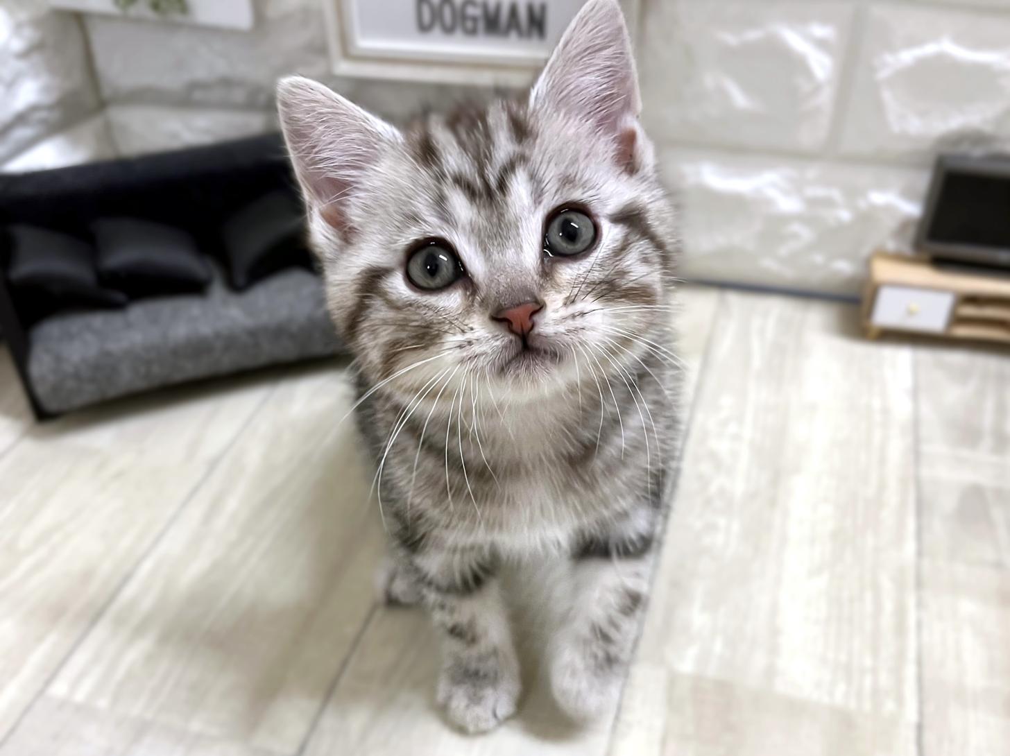 和歌山県のアメリカンショートヘアー (DOGMAN和歌山店/2026年2月22日生まれ/男の子/シルバータビー)の子猫の1枚目の画像