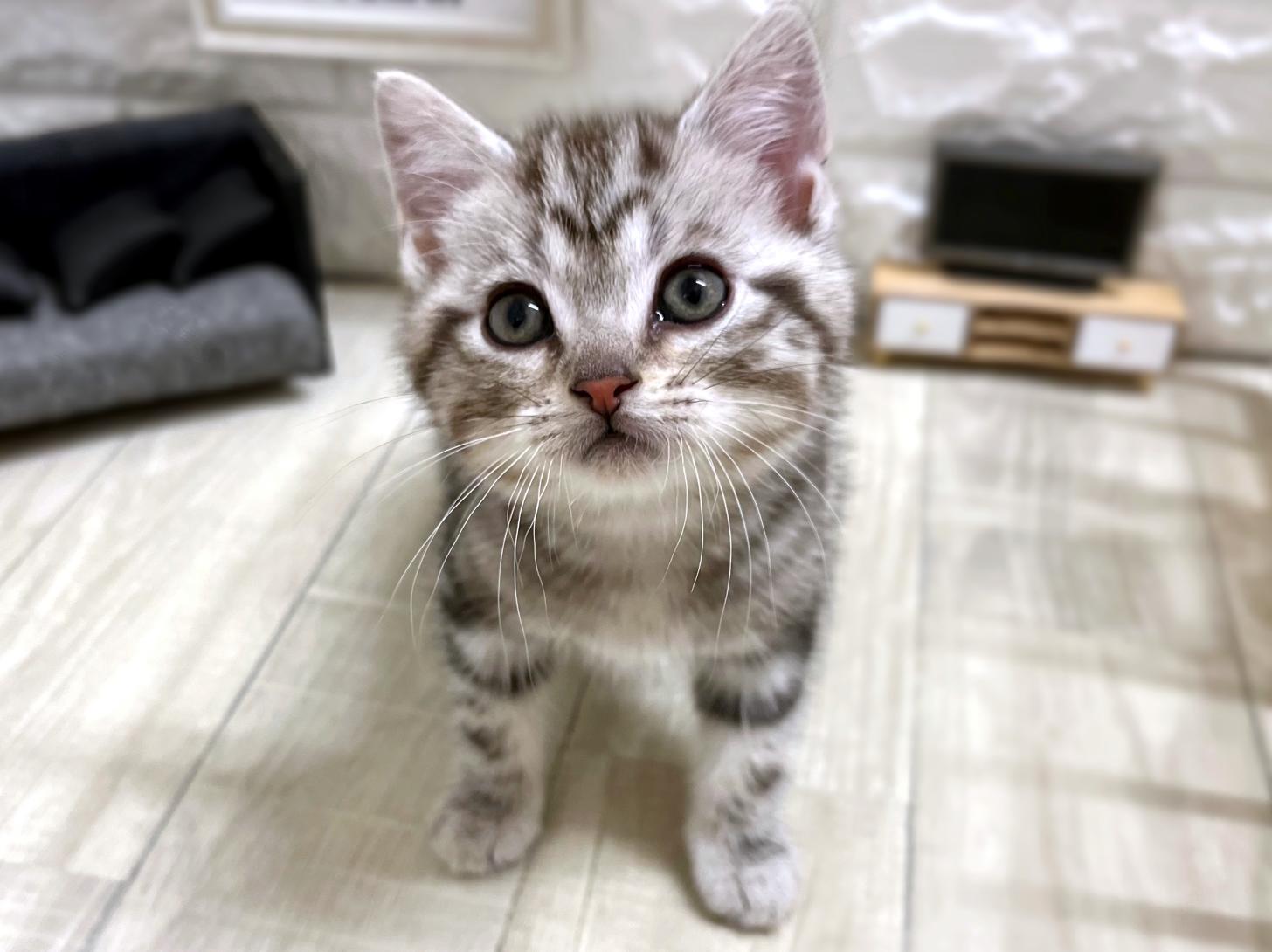 和歌山県のアメリカンショートヘアー (DOGMAN和歌山店/2026年2月22日生まれ/男の子/シルバータビー)の子猫の2枚目の画像
