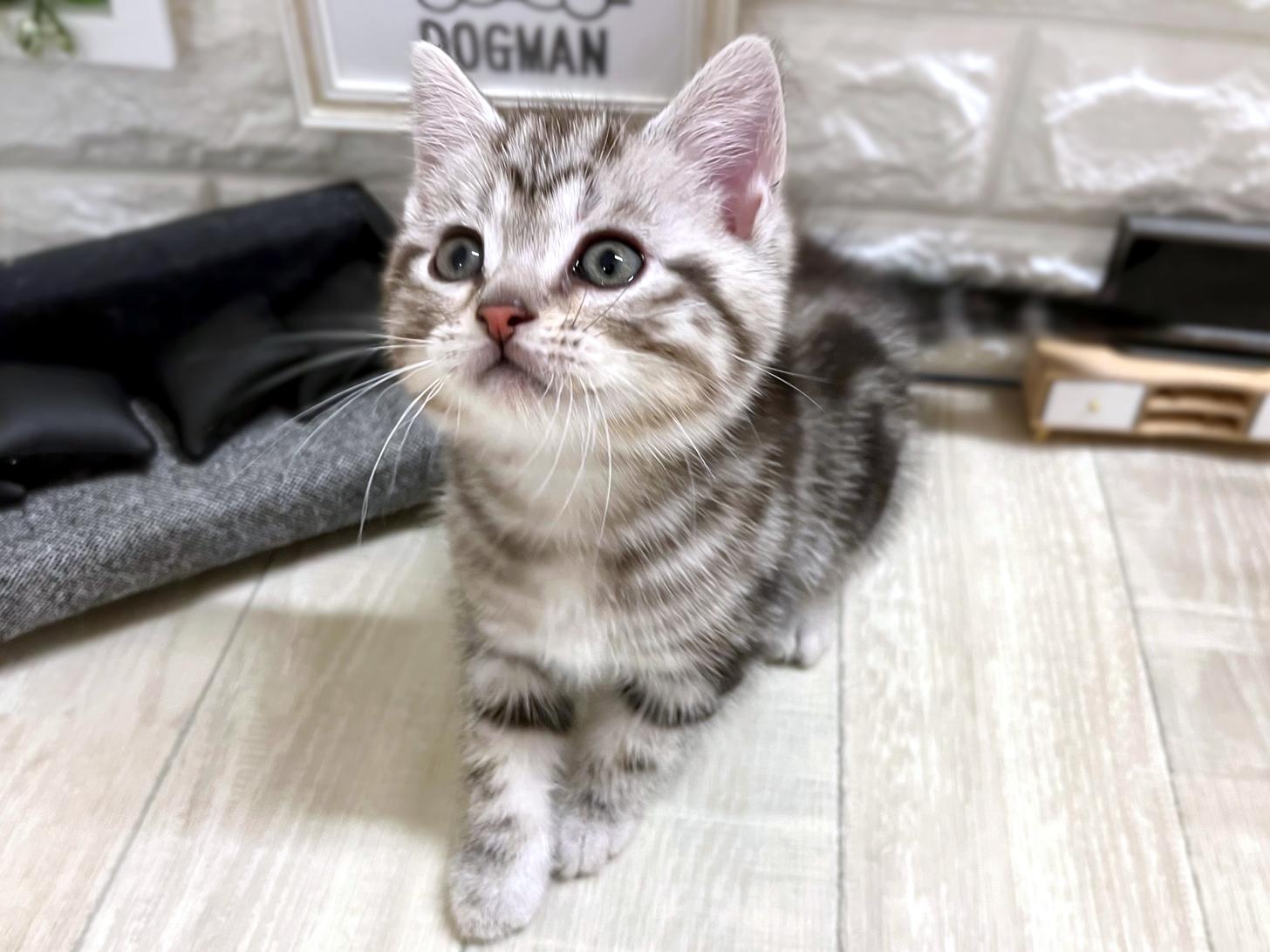 和歌山県のアメリカンショートヘアー (DOGMAN和歌山店/2026年2月22日生まれ/男の子/シルバータビー)の子猫の3枚目の画像