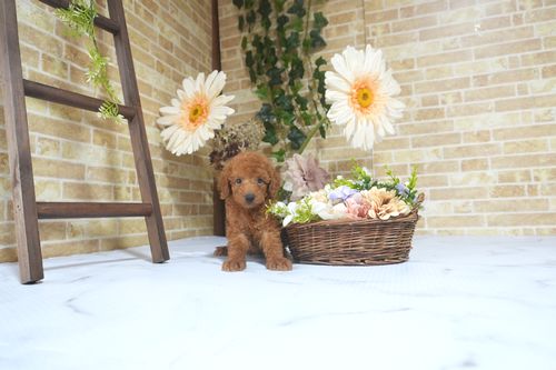 滋賀県のトイプードル(トイ) (いっぷく湖南店/2025年8月10日生まれ/男の子/レッド)の子犬の3枚目の画像