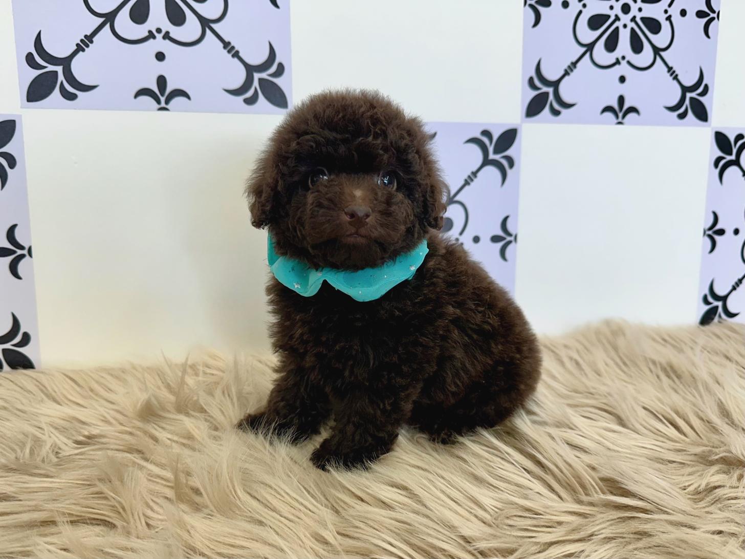 大阪府のトイプードル(タイニー) (ぱぴぷぺっと大阪店/2025年12月14日生まれ/男の子/ブラウン)の子犬