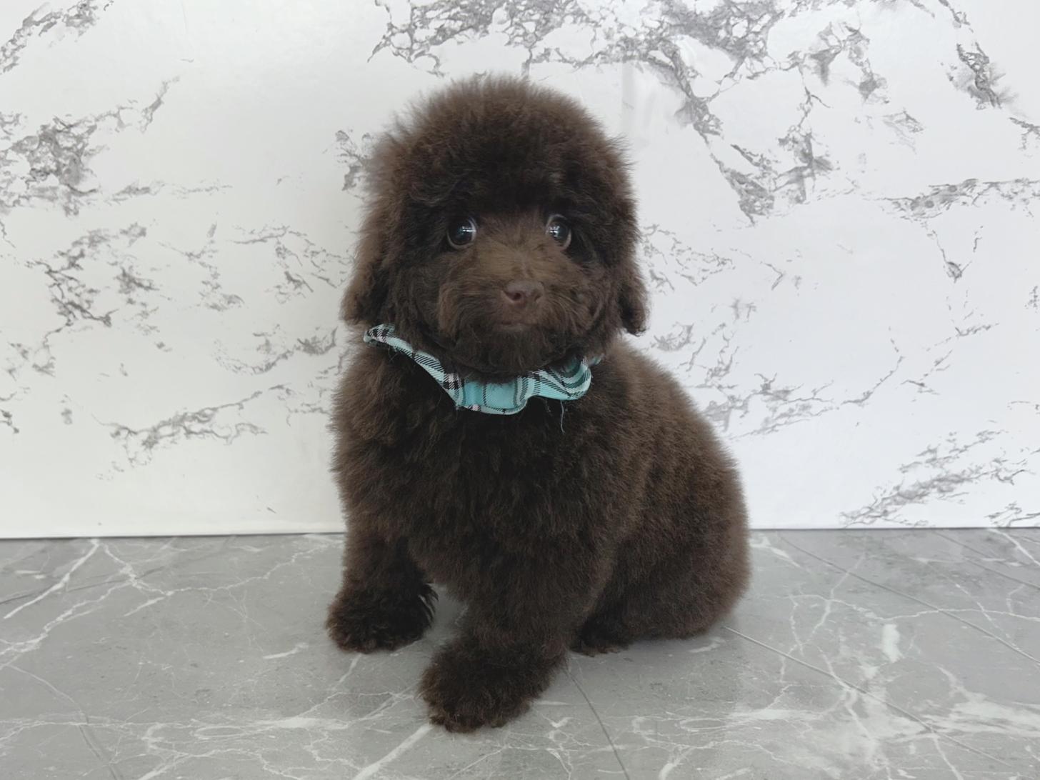 大阪府のトイプードル(タイニー) (ぱぴぷぺっと大阪店/2025年12月14日生まれ/男の子/ブラウン)の子犬の1枚目の画像