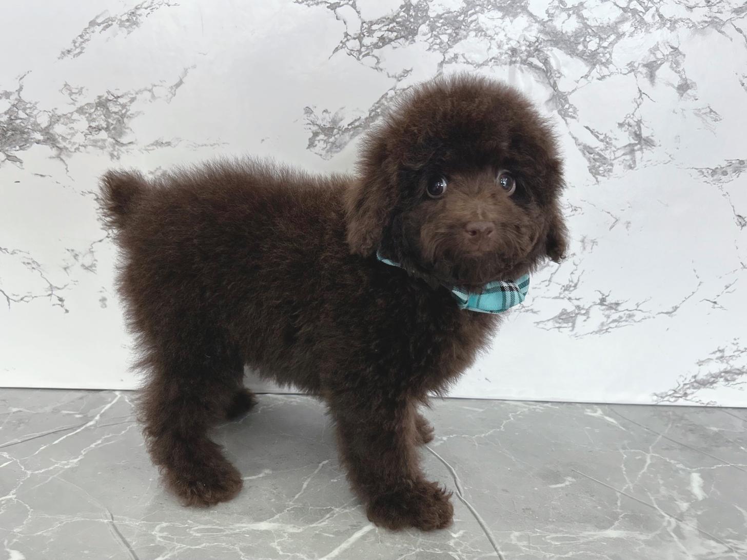 大阪府のトイプードル(タイニー) (ぱぴぷぺっと大阪店/2025年12月14日生まれ/男の子/ブラウン)の子犬の2枚目の画像