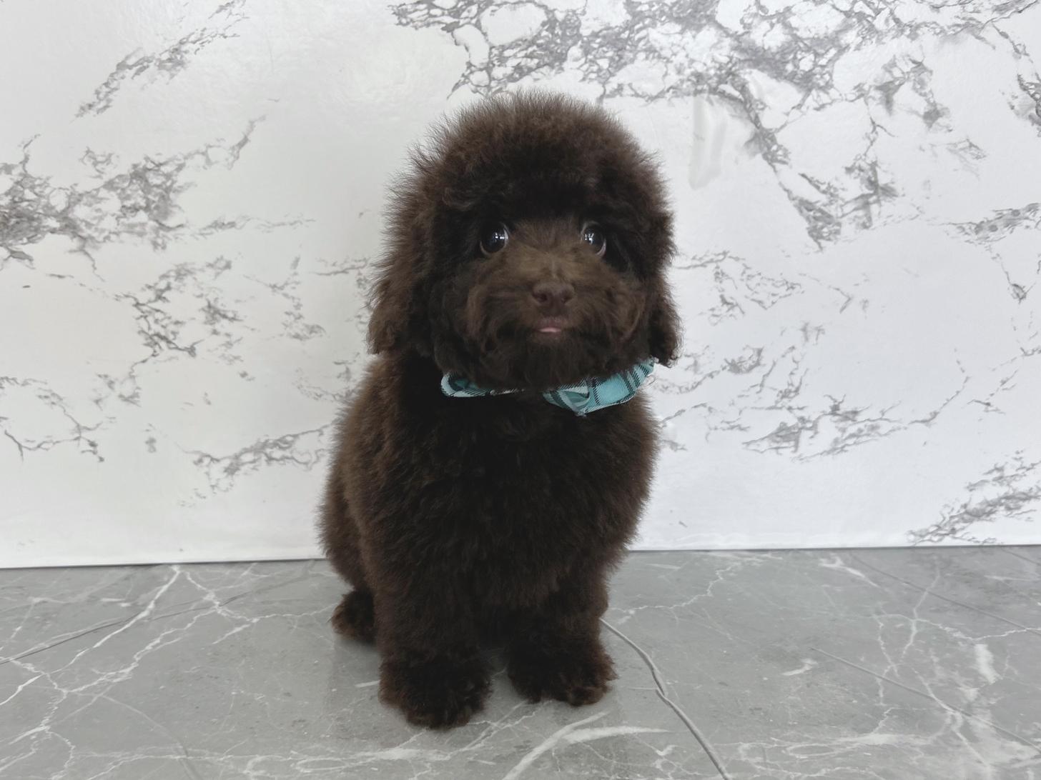 大阪府のトイプードル(タイニー) (ぱぴぷぺっと大阪店/2025年12月14日生まれ/男の子/ブラウン)の子犬の3枚目の画像