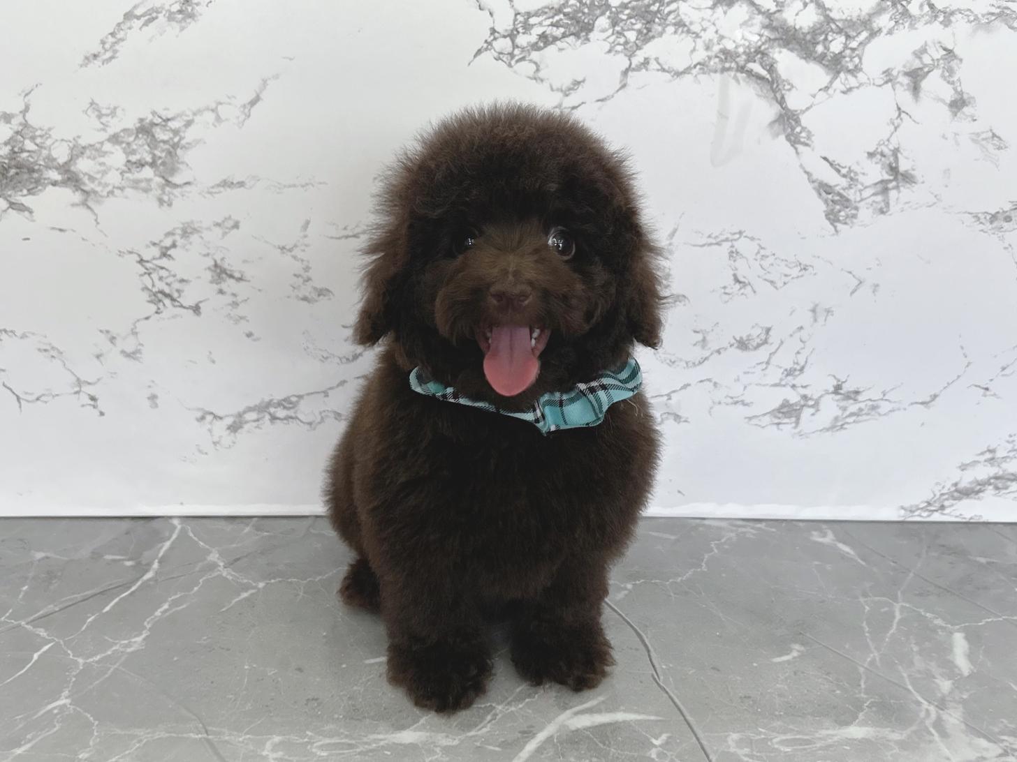 大阪府のトイプードル(タイニー) (ぱぴぷぺっと大阪店/2025年12月14日生まれ/男の子/ブラウン)の子犬の4枚目の画像