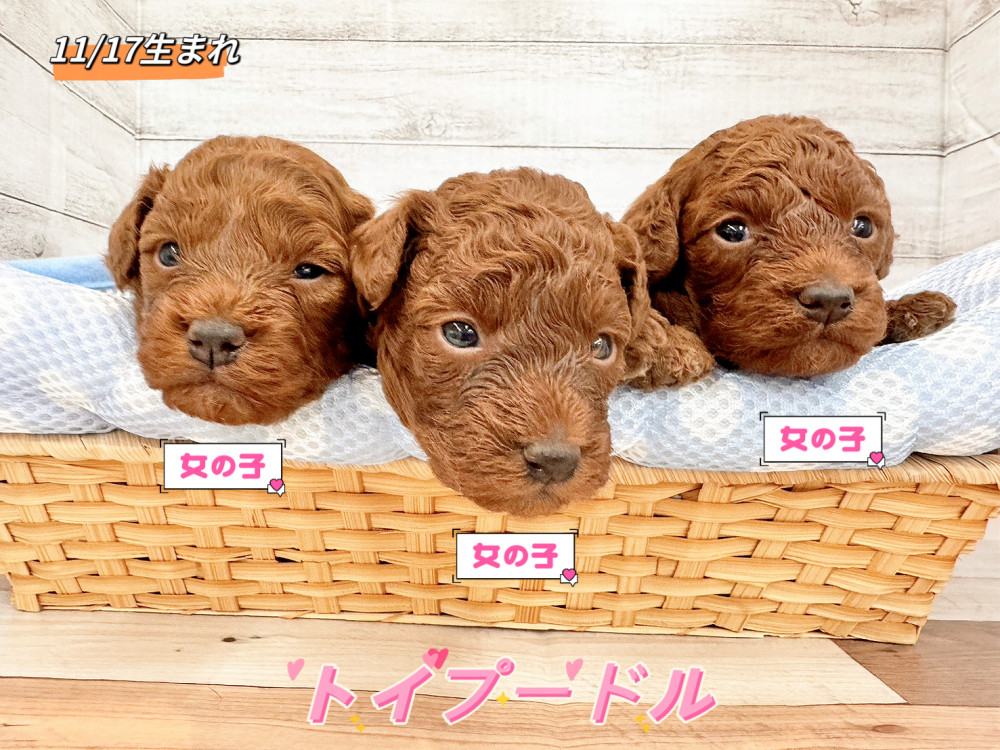 新潟県のトイプードル(トイ) (竹内ペット 新潟西店/2025年11月17日生まれ/女の子/レッド)の子犬