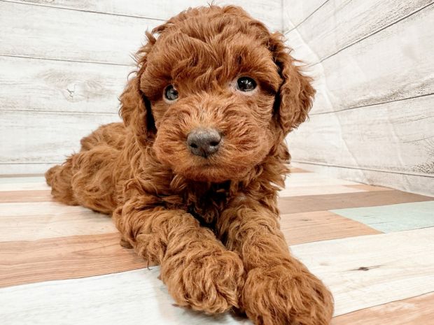 新潟県のトイプードル(トイ) (竹内ペット 新潟西店/2025年11月17日生まれ/女の子/レッド)の子犬の1枚目の画像