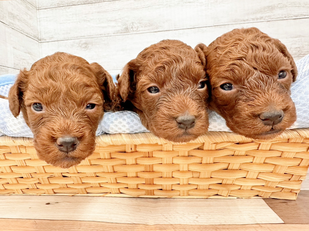 新潟県のトイプードル(トイ) (竹内ペット 新潟西店/2025年11月17日生まれ/女の子/レッド)の子犬の2枚目の画像