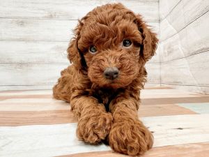 新潟県のトイプードル(トイ) (竹内ペット 新潟西店/2025年11月17日生まれ/女の子/レッド)の子犬の2枚目の画像