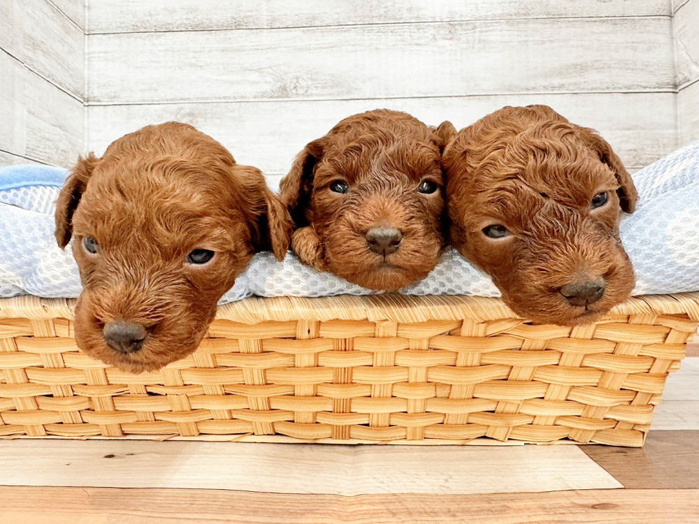 新潟県のトイプードル(トイ) (竹内ペット 新潟西店/2025年11月17日生まれ/女の子/レッド)の子犬の3枚目の画像