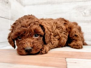 新潟県のトイプードル(トイ) (竹内ペット 新潟西店/2025年11月17日生まれ/女の子/レッド)の子犬の4枚目の画像