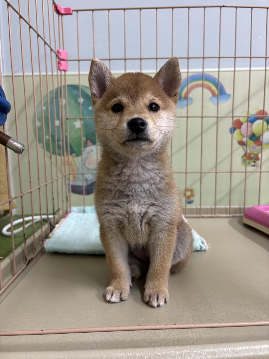 愛知県の豆柴 (子いぬの足あと/2025年12月5日生まれ/女の子/赤)の子犬