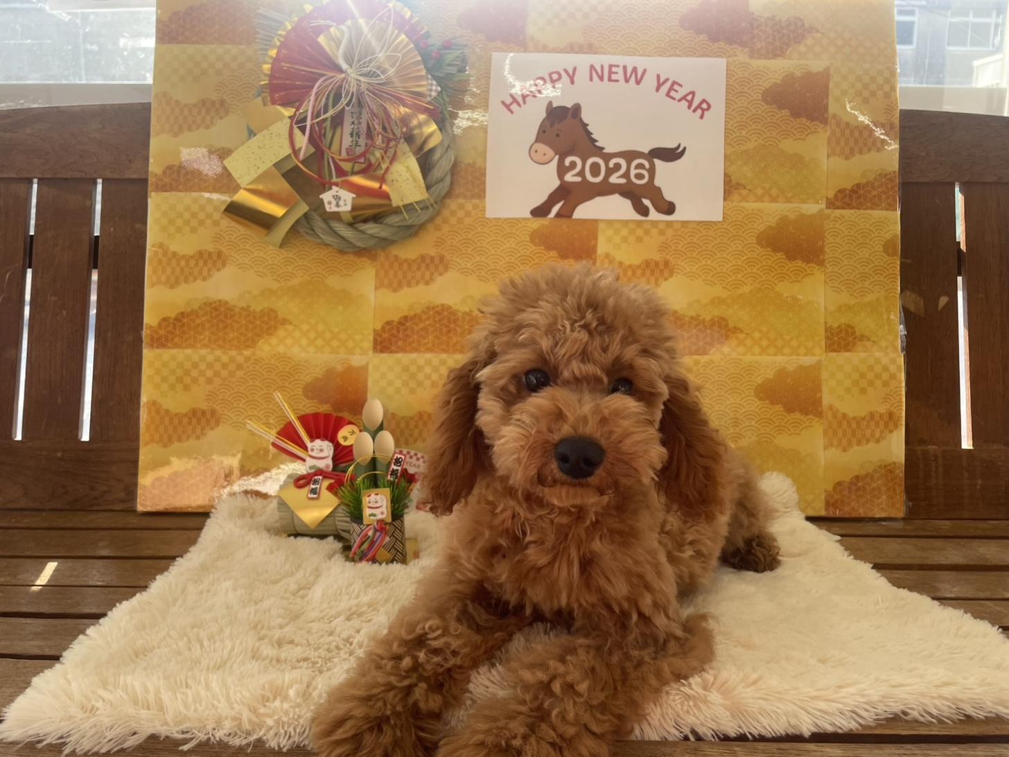 佐賀県のトイプードル(トイ) (スタードッグス新鳥栖店/2025年8月3日生まれ/女の子/レッド)の子犬の1枚目の画像