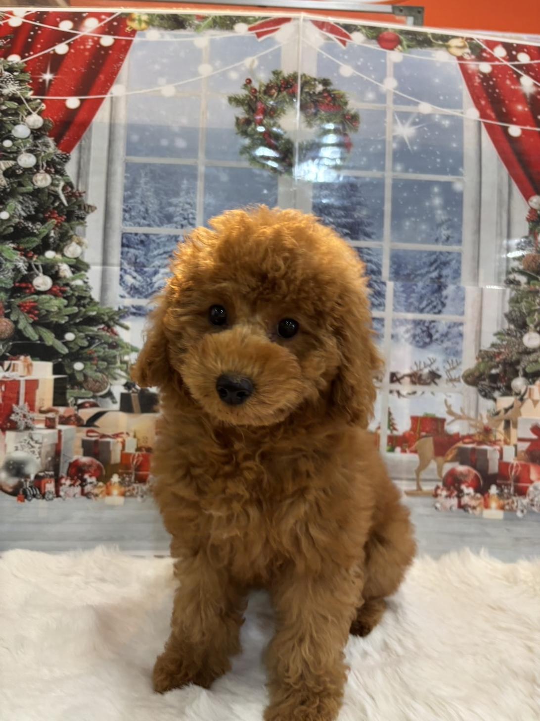 福岡県のトイプードル(トイ) (スタードッグス大牟田店/2025年8月3日生まれ/女の子/レッド)の子犬の1枚目の画像